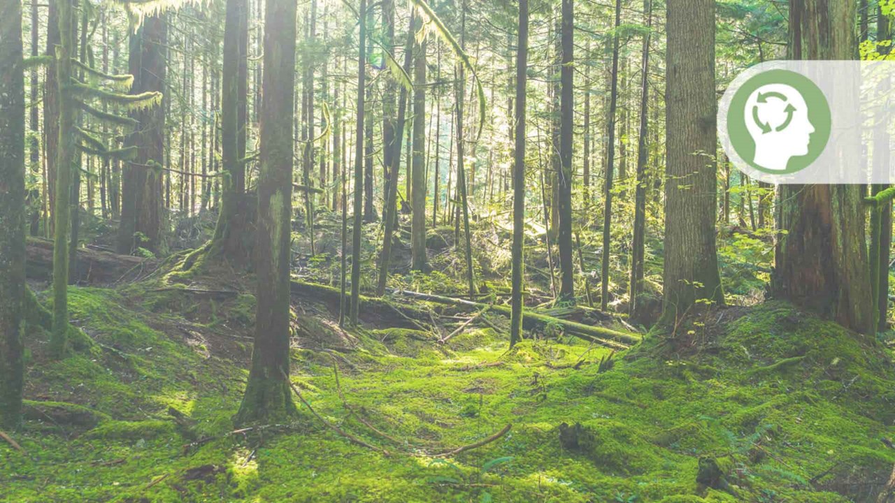 Forêt avec une icône d’état d’esprit vert